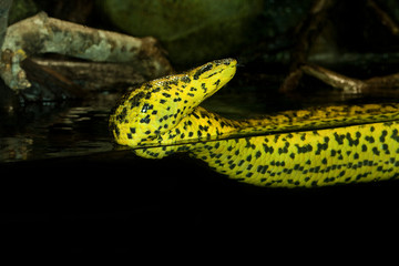 YELLOW ANACONDA eunectes notaeus  PH