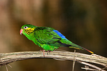 FEMALE RED-FLANKED LORIKEET charmosyna placentis ON A BRANCH  PH