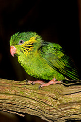 FEMALE RED-FLANKED LORIKEET charmosyna placentis ON A BRANCH AGAINST BLACK BACKGROUND  PH
