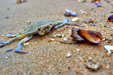 crab on the beach