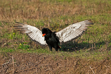  BATELEUR EAGLE terathopius ecaudatus, ADULT TAKING OFF     PH