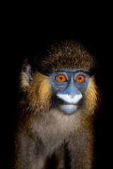  HEAD CLOSE-UP OF MOUSTACHED MONKEY OR MUSTACHED MONKEY cercopithecus cephus AGAINST BLACK BACKGROUND      .
