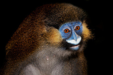   HEAD CLOSE-UP OF MOUSTACHED MONKEY OR MUSTACHED MONKEY cercopithecus cephus AGAINST BLACK BACKGROUND   .