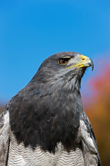 HEAD CLOSE-UP OF BLACK-CHESTED BUZZARD-EAGLE geranoaetus melanoleucus AGAINST BLUE SKY   PH
