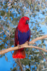 ECLECTUS PARROT eclectus roratus, FEMALE ON BRANCH PH