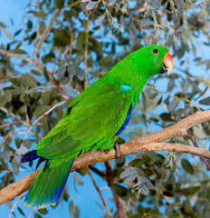 ECLECTUS PARROT eclectus roratus, MALE ON BRANCH PH