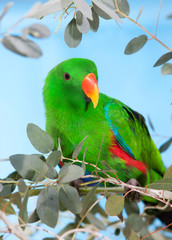 MALE ECLECTUS PARROT eclectus roratus PH