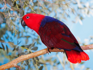ECLECTUS PARROT eclectus roratus, FEMALE ON BRANCH PH