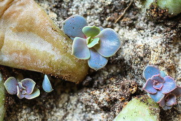 Echeveria #1