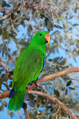 ECLECTUS PARROT eclectus roratus, MALE ON BRANCH PH