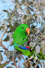 MALE ECLECTUS PARROT eclectus roratus       PH