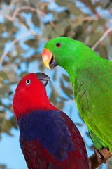 MALE AND FEMALE ECLECTUS PARROT eclectus roratus            PH