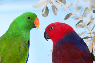 MALE AND FEMALE ECLECTUS PARROT eclectus roratus  PH