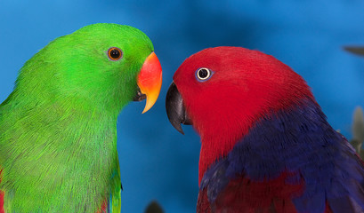 MALE AND FEMALE ECLECTUS PARROT eclectus roratus            PH