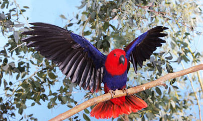 ECLECTUS PARROT eclectus roratus, FEMALE ON BRANCH WITH OPENED WINGS PH © slowmotiongli