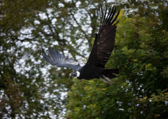 ANDEAN CONDOR vultur gryphus, FEMALE FLYING  PH