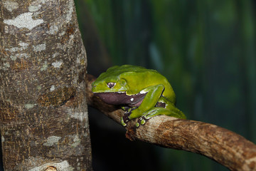 Fototapeta premium Giant Monkey Frog or Giant Waxy Frog, phyllomedusa bicolor, Adult standing on Branch PH