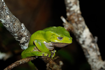 Giant Monkey Frog or Giant Waxy Frog, phyllomedusa bicolor, Adult standing on Branch PH