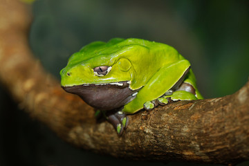 Giant Monkey Frog or Giant Waxy Frog, phyllomedusa bicolor, Adult standing on Branch PH