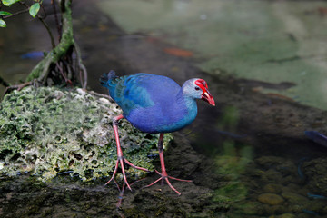 Purple Swamphen or Purple Gallinule, porphyrio porphyrio, Adult entering Water PH