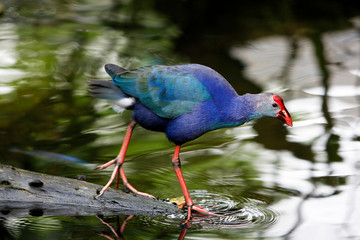 Purple Swamphen or Purple Gallinule, porphyrio porphyrio, Adult entering Water  PH