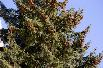 A lot of cones hang on the branches of the Christmas tree.