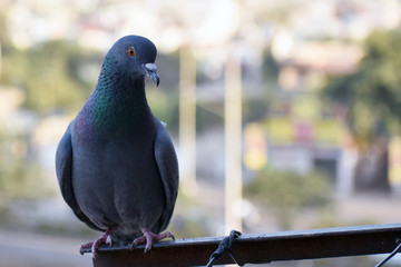 A young piegon is sitting on house balcony