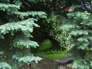 Fototapeta Urokliwe miejsca starego ogrodu w wiosennym dniu z kwitnącymi krzewami i z tradycynmi ławkami obraz