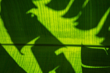 Green tropical jungle background, palm tree shadows, banana leaf texture