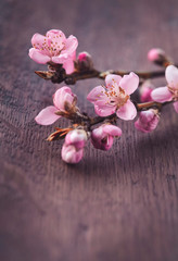 Fototapeta na wymiar Kwiaty wiśni na desce
