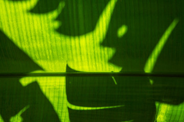 Jungle shadow character on a green banana leaf, funny tropical background