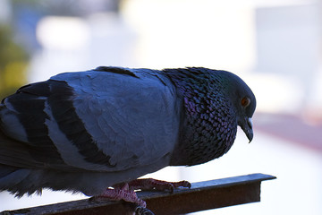 A young piegon is sitting on house balcony and relaxing
