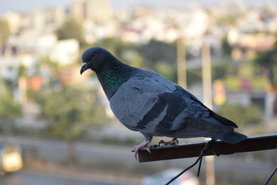 A young piegon is sitting on house balcony and tryibg to flying