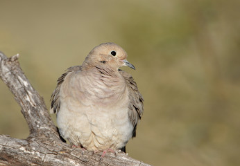 A mourning dove enjoys the morning in Tucson, Arizona