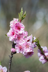 Delicate flowering dwarf peach in early spring