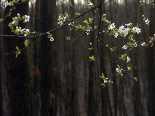 Plum branch. Blooming plum. 