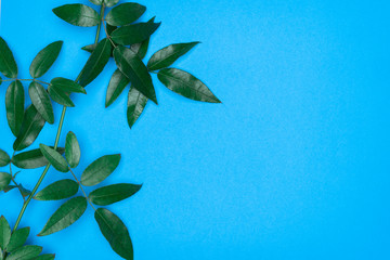 Green leaves on blue background. Flat lay, top view, space.