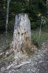 Tannen im Hotzenwald