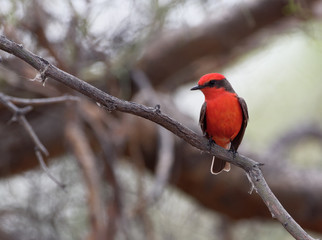 A vermilion flycatcher perches on a limb in Tucson, Arizona