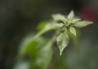 closeup of flower in garden