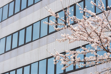 東京のビジネス街に咲く桜。春のコンセプト。