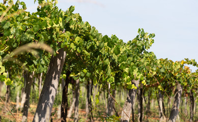 Grape vines for the production and cultivation of table grapes (Vitis spp) in the State of Rio...