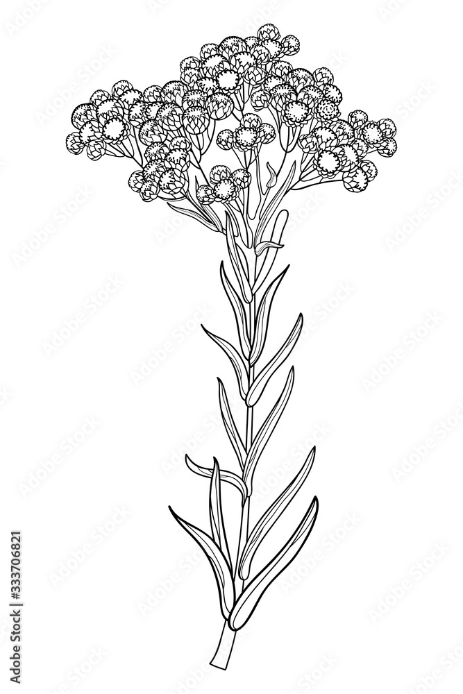 Wall mural stem of outline helichrysum arenarium or everlasting or immortelle flower bunch, bud and leaves in b - Wall murals