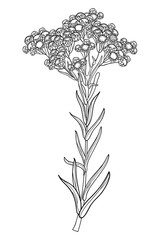 Stem of outline Helichrysum arenarium or everlasting or immortelle flower bunch, bud and leaves in black isolated on white background.