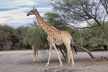Landscape giraffe
