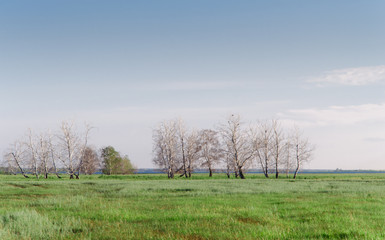Trees in the field. Background