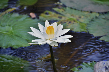 White lotus with green leaf in garden lake 