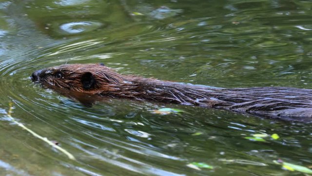 Eurasian beaver (Castor fiber) or European beaver is a beaver species that was once widespread in Eurasia, but was hunted to near-extinction for both its fur and castoreum.