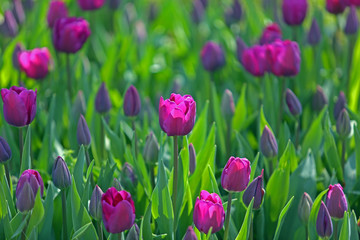 Tulips (Tulipa) form a genus of spring-blooming perennial herbaceous bulbiferous geophytes