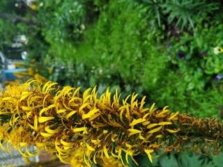 Strange elongated plant on a background of green trees. Flower of wooly texture with yellow and...